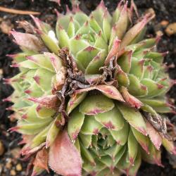 Sempervivum - Dachwurz - Hauswurz